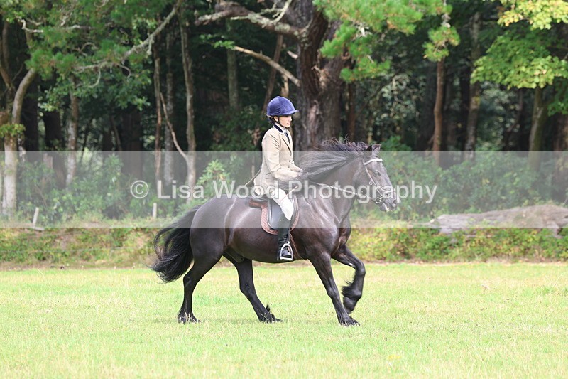 3E7A5849 - Class 26 and 27: 70cm Working Hunter