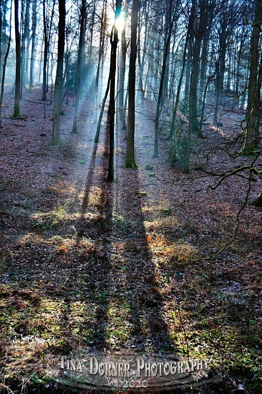 Long Shadows, Soudley by Tina Dorner Photography, Forest of Dean and Wye Valley, Gloucestershire