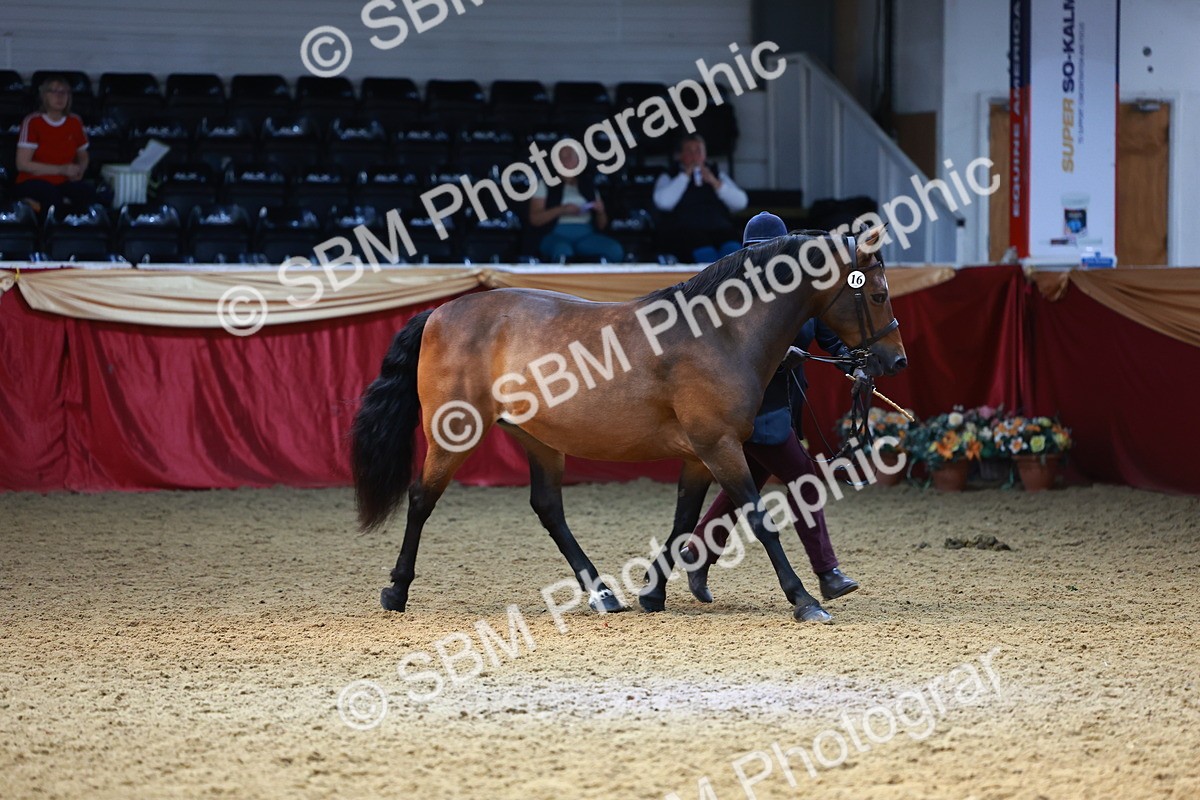 SBM_23212 - Class 903 - Supreme Final - IH Pre Vet