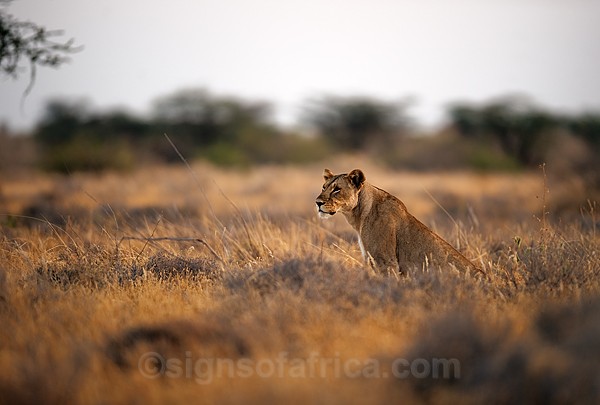 Lion Shaba, Kenya
