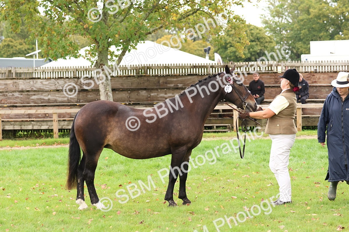 SBM_41725 - S26 - Mature Veteran In Hand