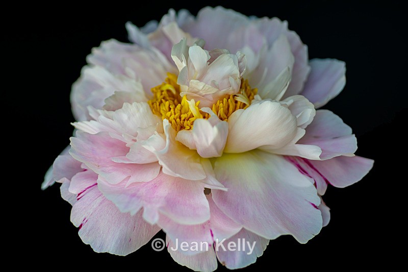 Pink Peony on a black background - DSC_4763 - Pink