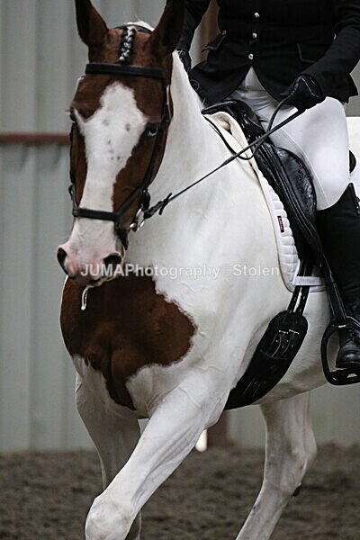 SIAL4485 - CAbin Dressage 5th july 2025