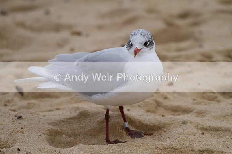 20101128-20101128_Norfolk_3660 - Mediterranean Gull