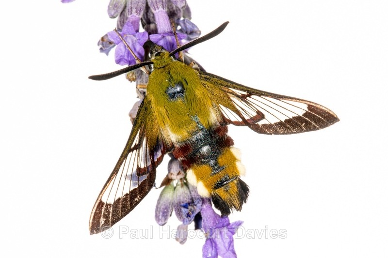 Broad-bordered Bee Hawk-moth (Hemaris fuciformis) - Insects, Spiders and other Animals