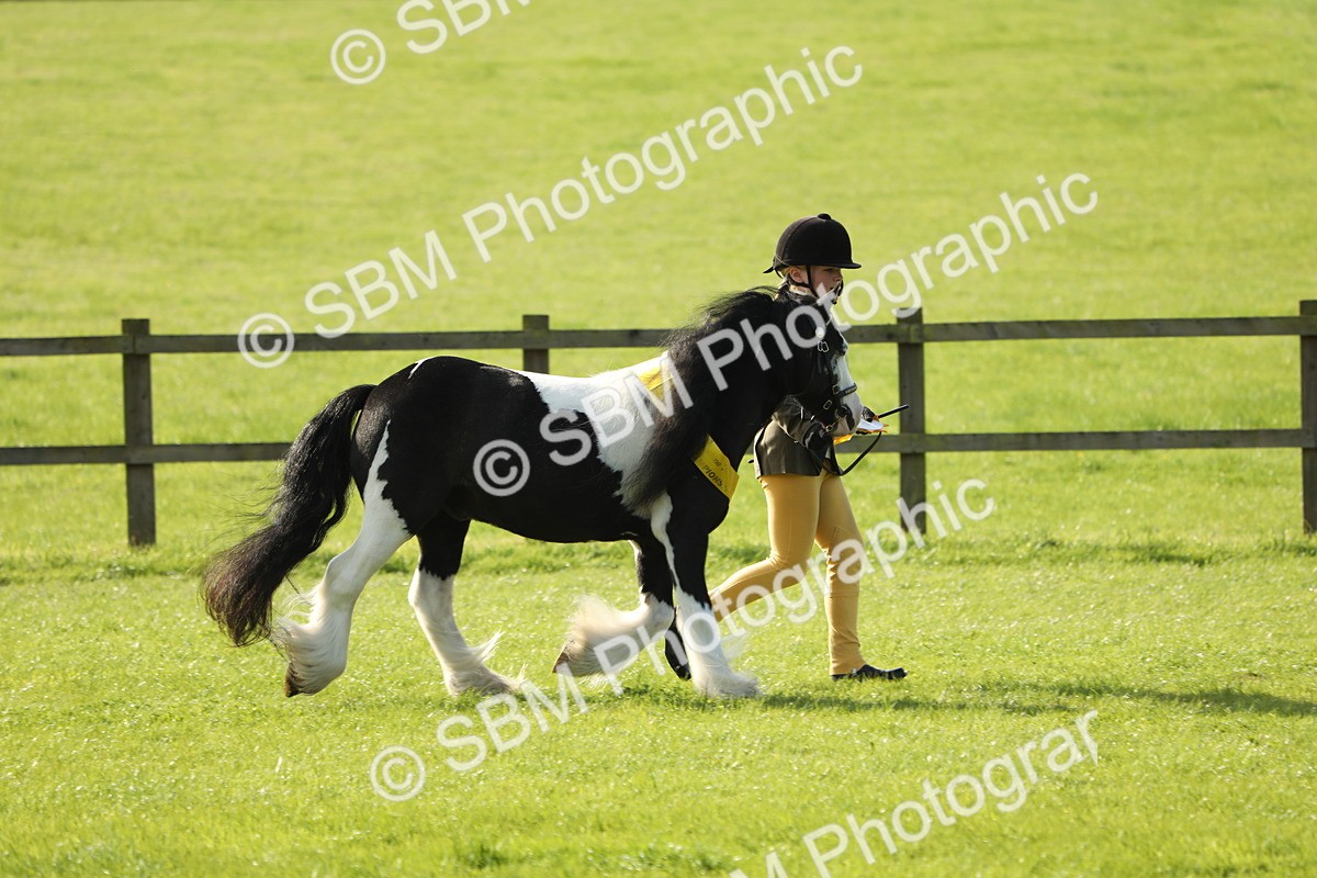SBM_61026 - S43 - Coloured Pony In Hand