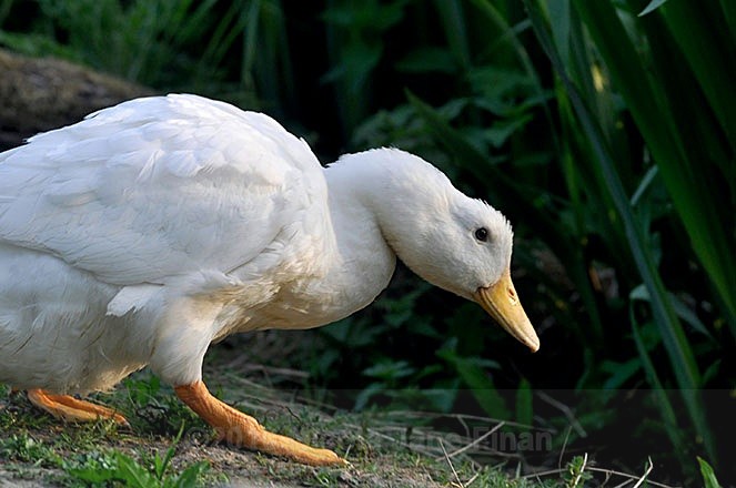 196jpg - Animals