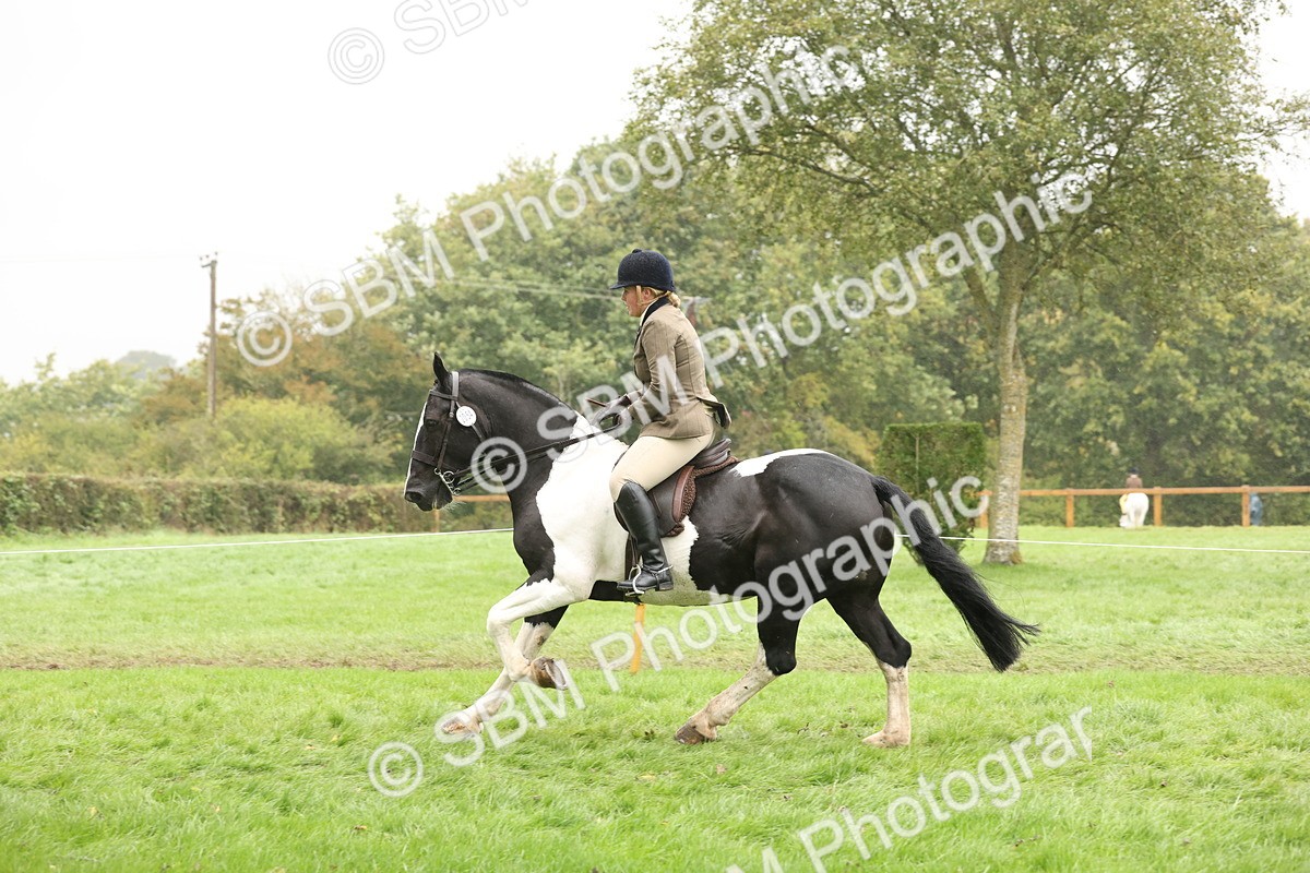 SBM_69818 - S69 - Show Cob Ridden