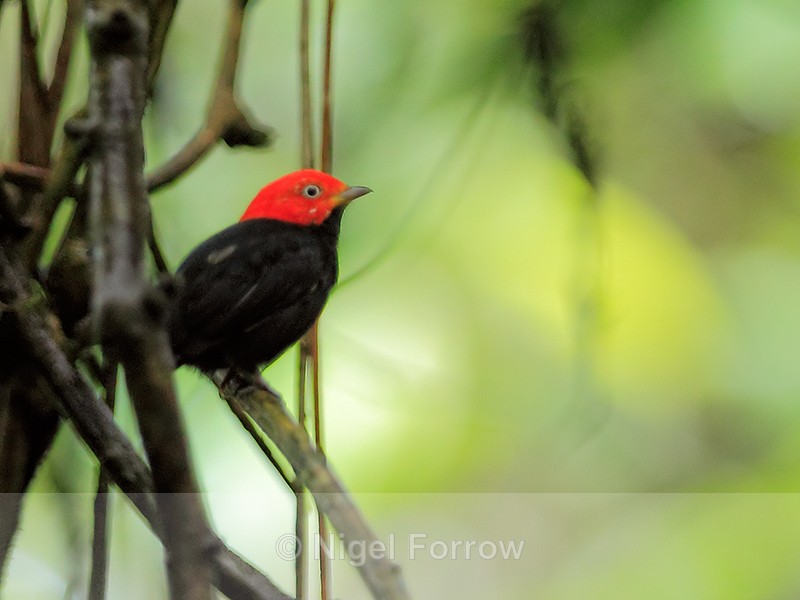 Red-capped Manakin (male) perched, Tortuguero, Costa Rica - Red-capped Manakin