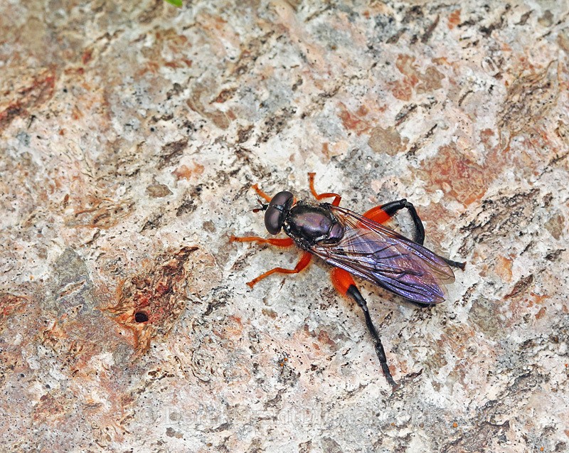 Chalcosyrphus Xylotomima
