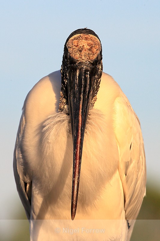 Wood Stork front view, Wakodahatchee Wetlands, Florida - Wood Stork
