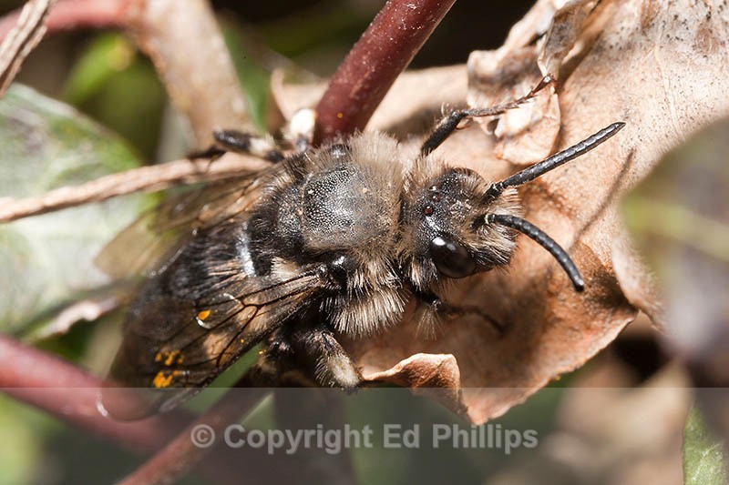Melecta albifrons - Melecta albifrons