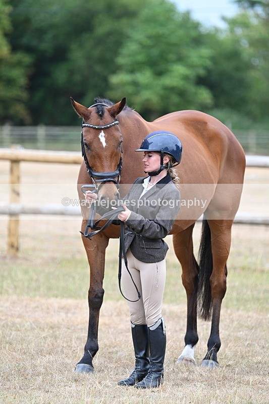 WJ7_9921 - Class 5a Most Handsome Gelding (above 14.2hh)