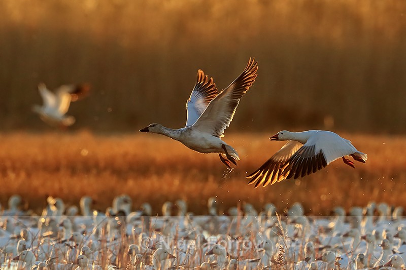 Backlit Snow Geese (adult & juvenile), Bosque del Apache, New Mexico - Snow Goose
