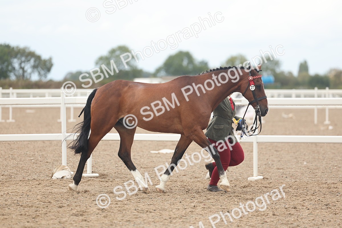 SBM_07961 - Class 28 - IH Veteran Horse