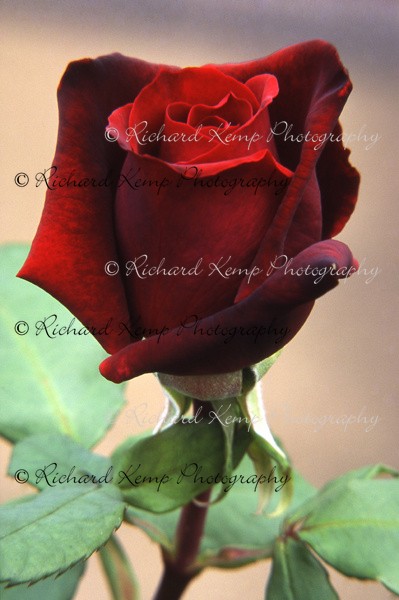 Rose H.T. 'Papa Meilland' - 164 - Plants