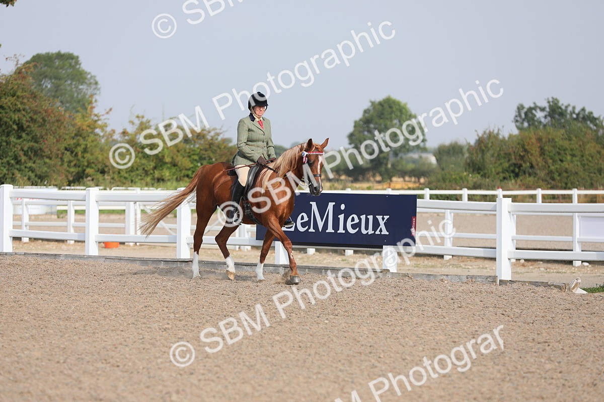 SBM_11331 - Class 305 Ridden Foreign Breeds- Pure Bred
