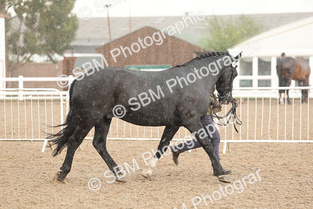 SBM_07743 - Class 27 - IH Competition Horse/Pony
