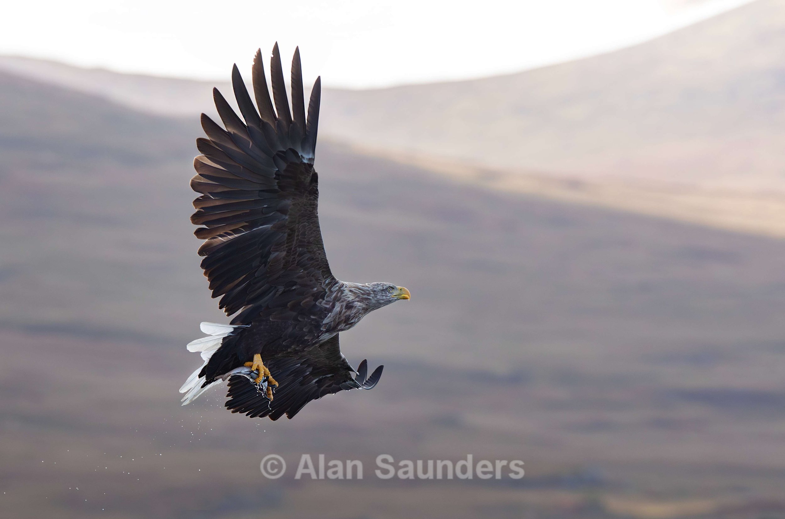 White Tailed Eagle 113
