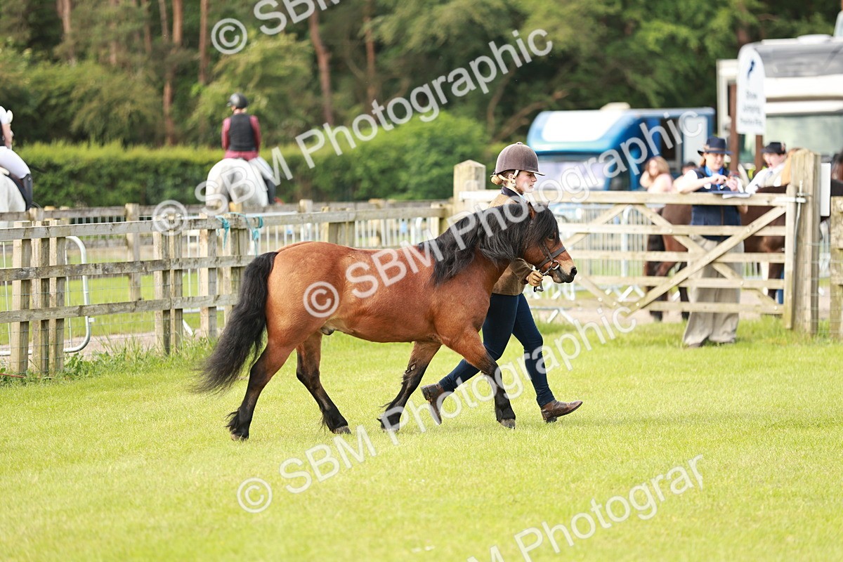 SBM_00521 - Class 14-23 - Mountain & Moorland In Hand Non Welsh