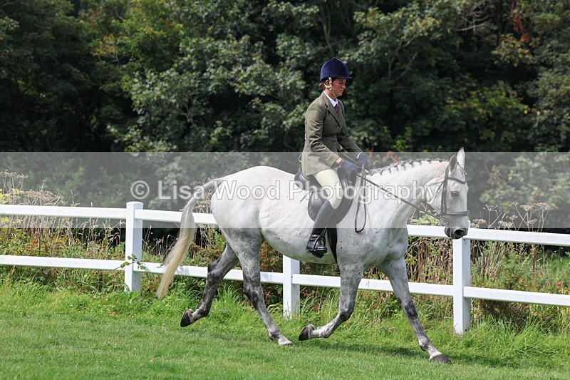 3E7A8639 - Class 5: Working Show Horse