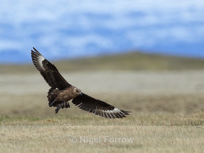 Great Skua landing, Jokulsarlon, Iceland - Great Skua