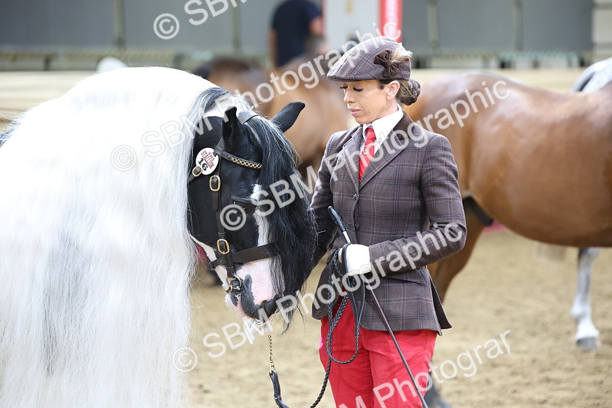 SBM_23352 - Class 903 - Supreme Final - IH Pre Vet