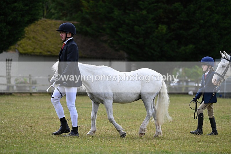 WJ7_6800 - Class 5 Handsome Gelding in hand