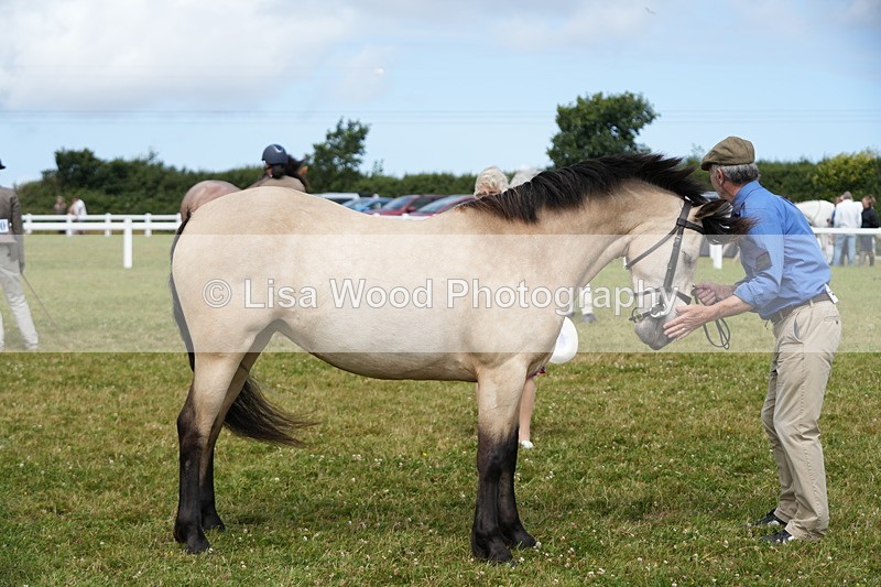 DSC05814 - Class 51: NPS M&M 4 years and over Large Breeds