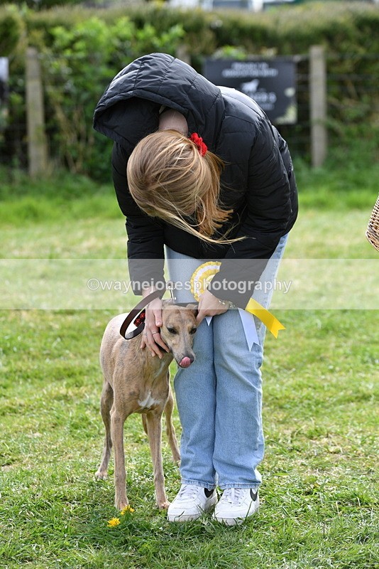 WJ5_9876 - Class 3 Most Handsome Dog