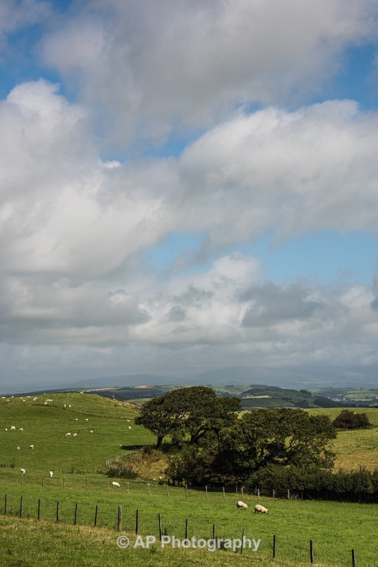 ACP_2447-1 - Rural Views