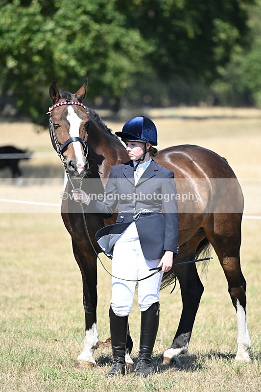 WJ6_8688 - Class 37b Best Loan Pony In-hand