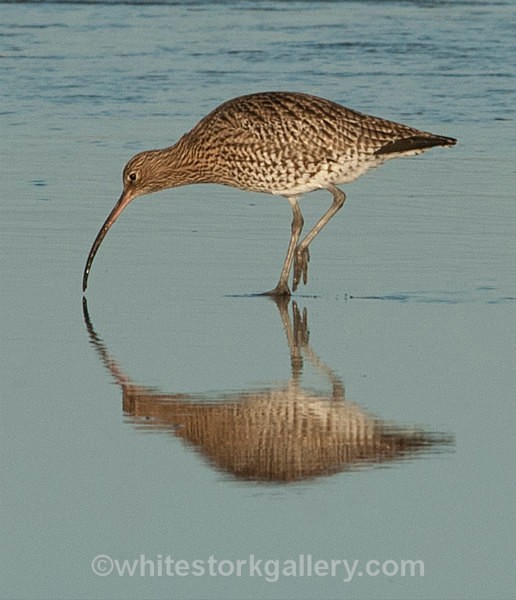 Curlew, West Beach, Nairn - January - Nairn, Scottish Highlands - Zero Miles