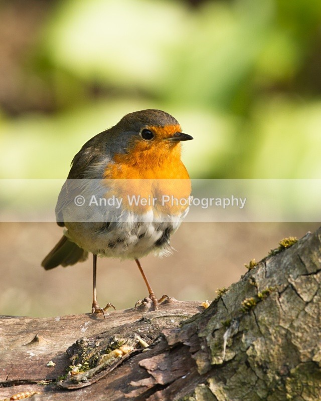 20110429-IMG_5150 - Robin