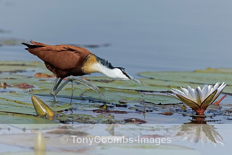 African Jacana - Botswana ~ Birds