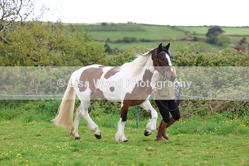 3E7A0776 - In Hand Championship