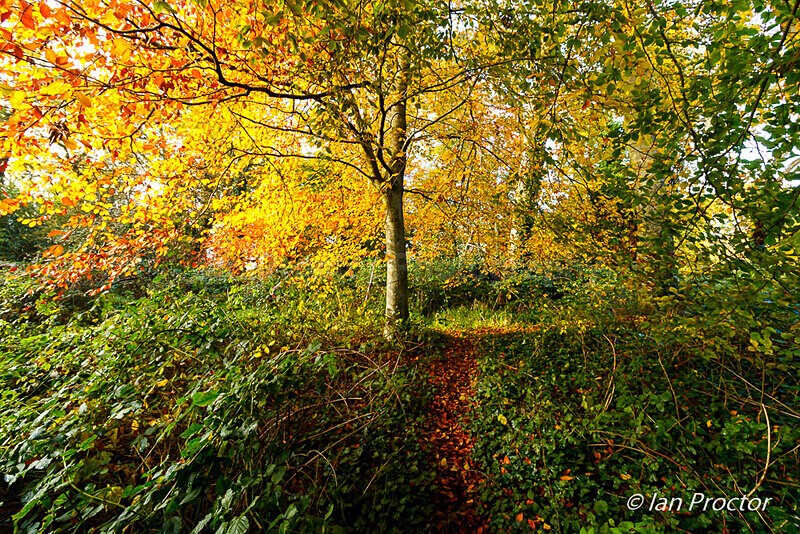 Backlit Autumn Woodland - Autumn