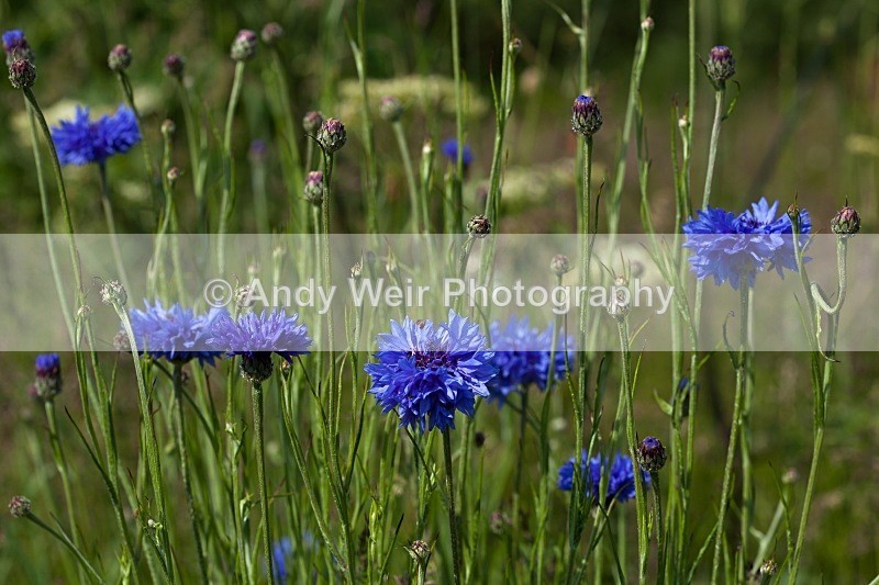 20110611-IMG_4550 - Woolston Eyes Nature Reserve