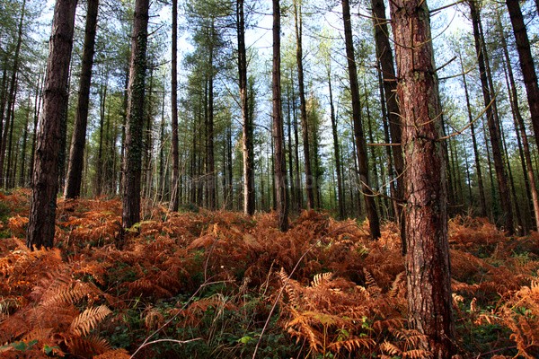 Pine Forest _ S126 - Somerset landscape Photography