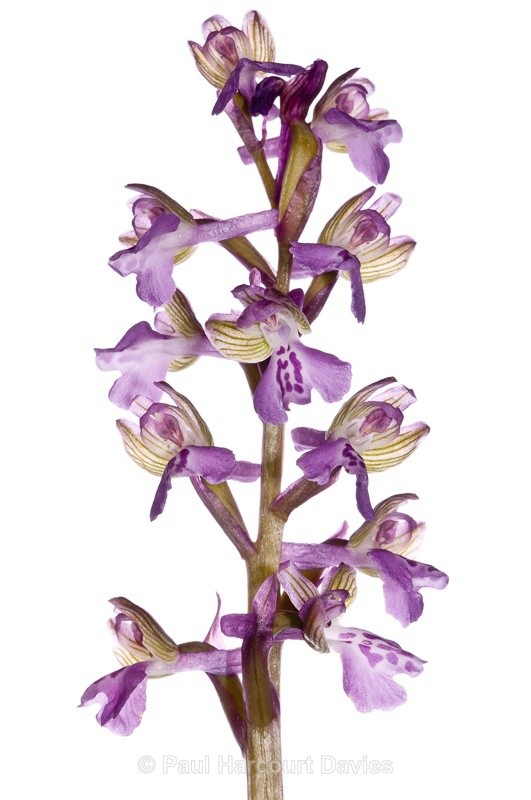  - WB: Orchids - Orchis