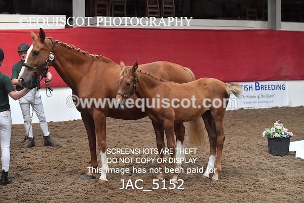 JAC_5152 - 9 Zinzipan