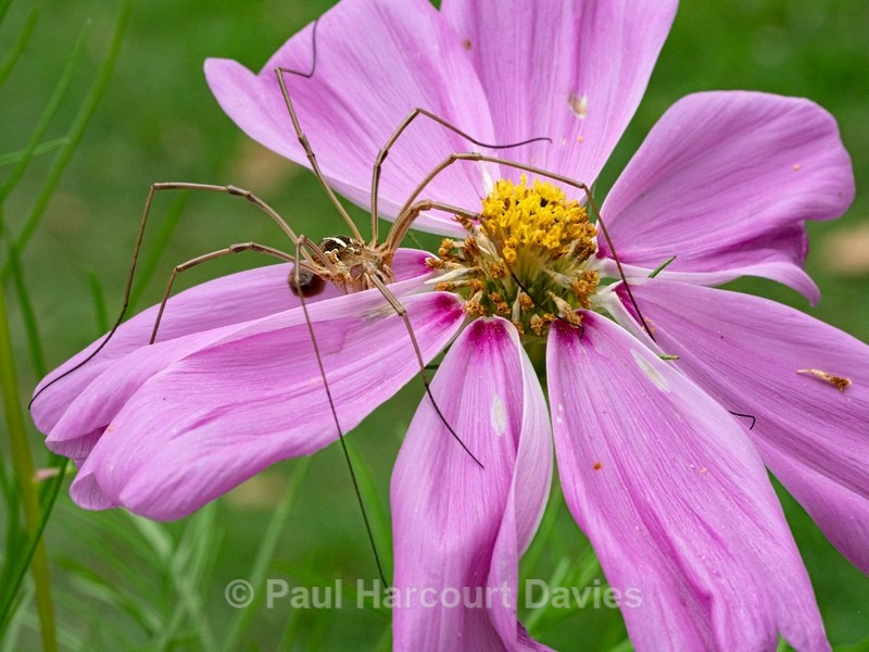 Harvestman (Metaphalangium cirtanum) - Insects, Spiders and other Animals