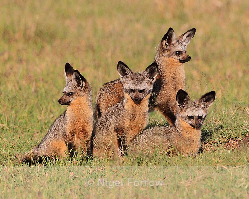 Four Bat-eared Foxes outside their hole in the Masai Mara - Bat-eared Fox