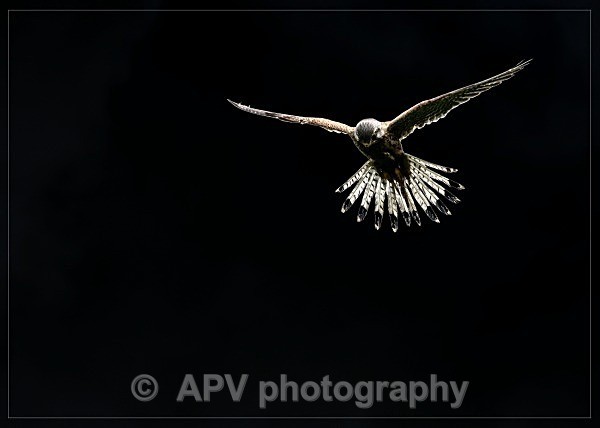 _DSC0989adj - Birds of Prey Workshop