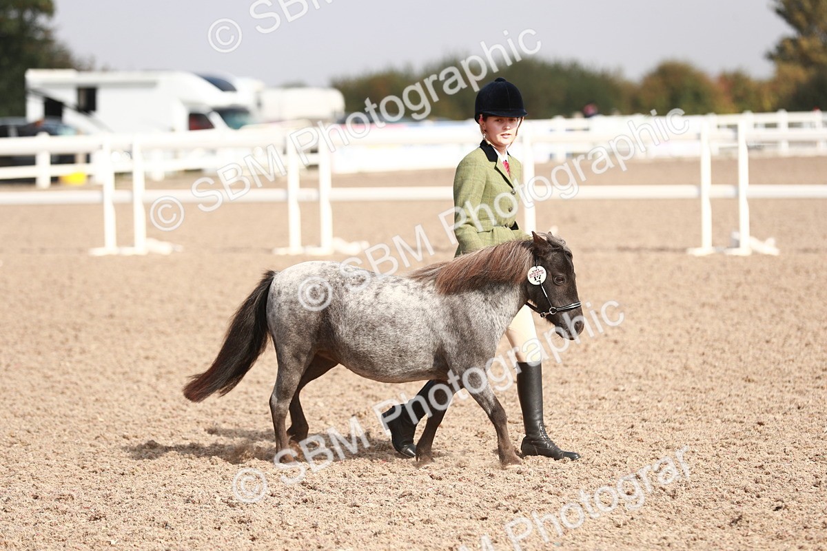 SBM_11751 - Class 206 IH Non Show Type Pony