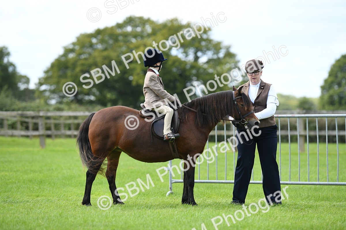 SBM_42455 - S20 - Lead Rein Mountain & Moorland Pony