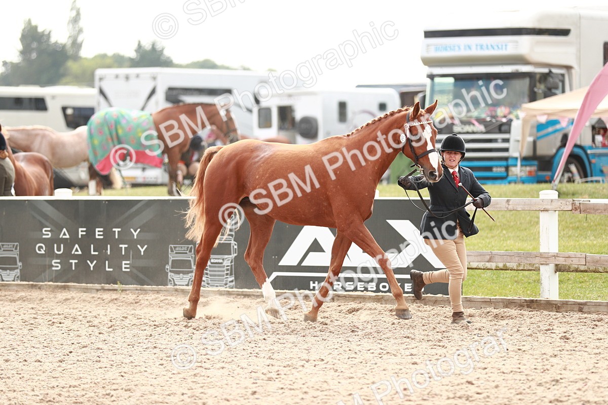 SBM_13182 - Class 208 IH Veteran Horse