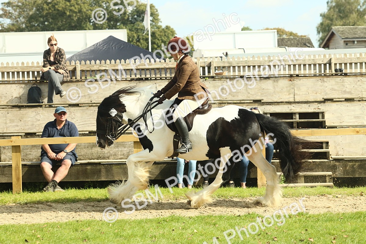 SBM_68800 - S58 - Mini Show Cob Ridden