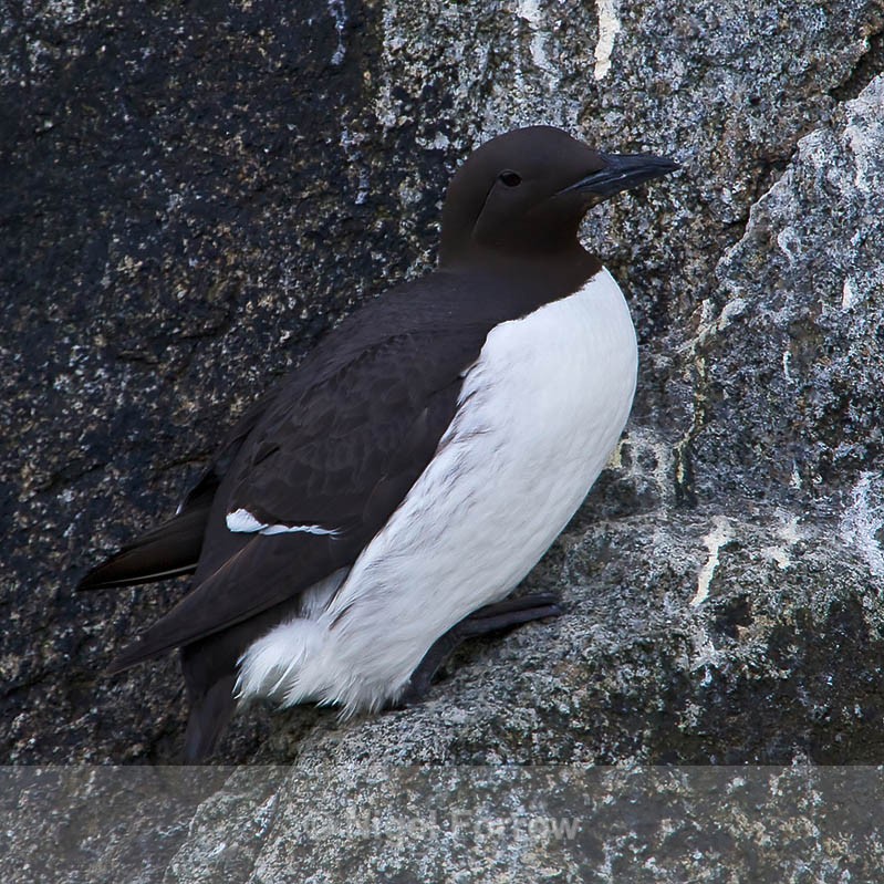 Common Murre (Guillemot) in breeding plumage perched on a cliff ledge - Common Murre (Guillemot)