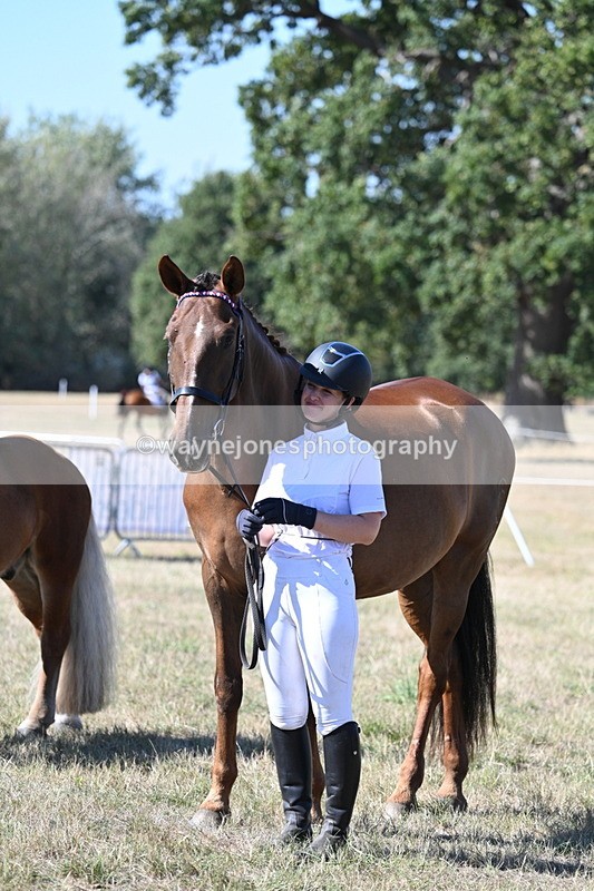 WJ7_1691 - Class 42 Most Handsome Gelding